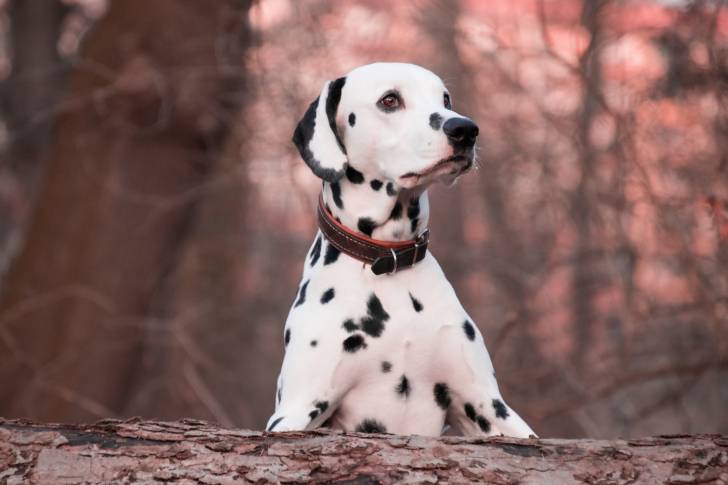 Un Dalmatien assis en forêt derrière un tronc d'arbre