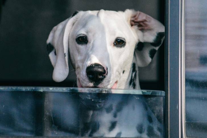 Photo Dalmatien