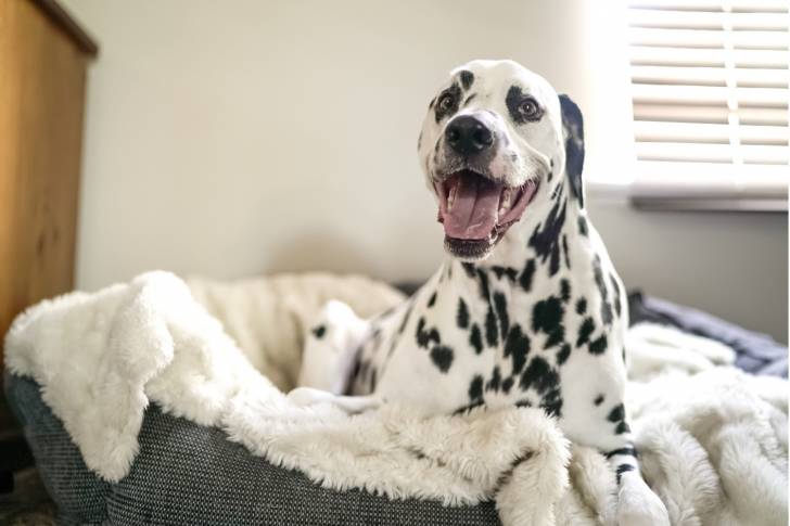 Photo Dalmatien