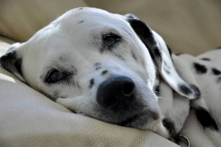 Photo Dalmatien