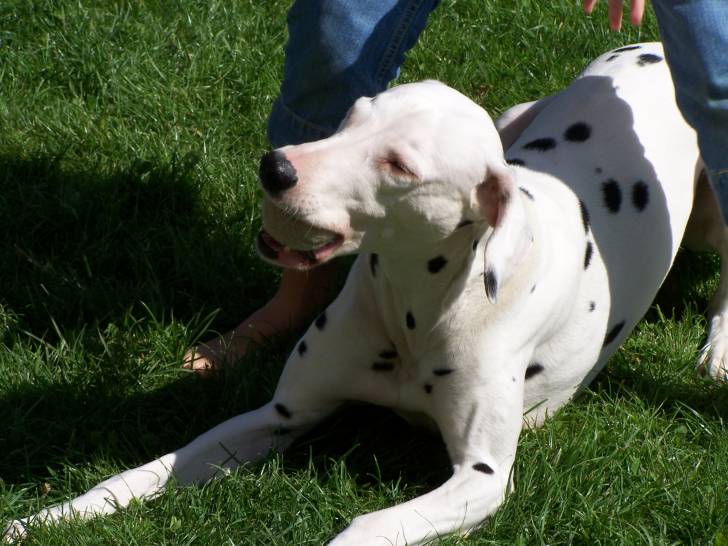 tarasia - Dalmatien (9 ans)