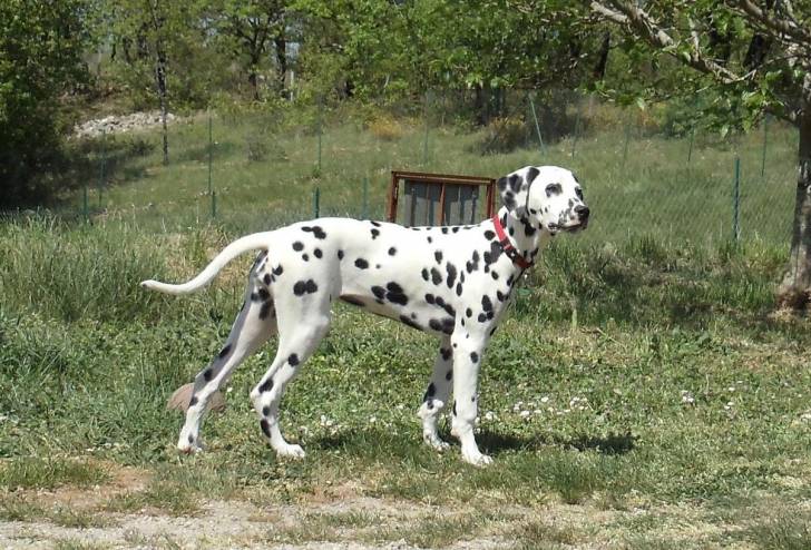 Fidjie - Dalmatien (4 mois)