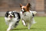Deux chiens Papillon courent dans un jardin