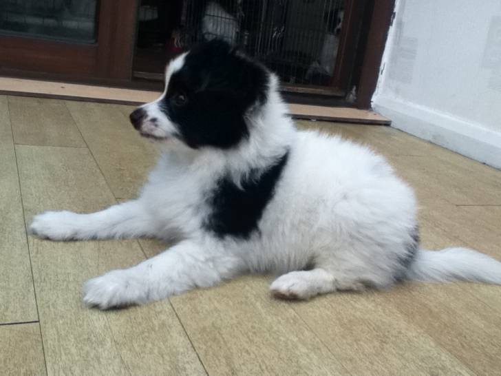 roly R.I.P - Épagneul Nain Continental Papillon Mâle (3 mois)