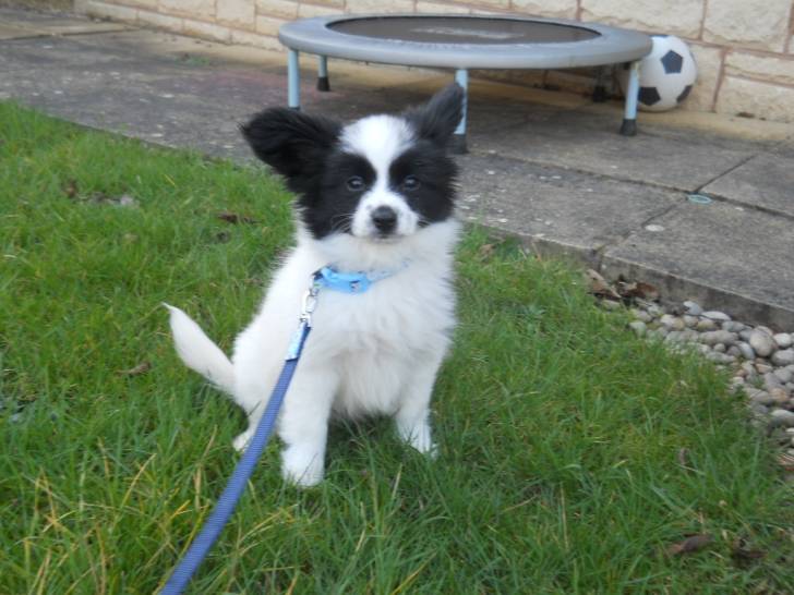 miss you roly - Épagneul Nain Continental Papillon Mâle (3 mois)