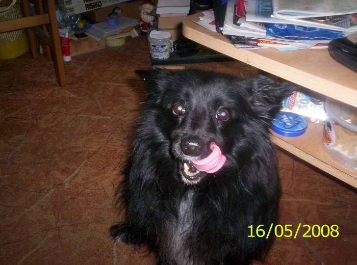 Knöpfchen - Épagneul Nain Continental Papillon (13 ans)