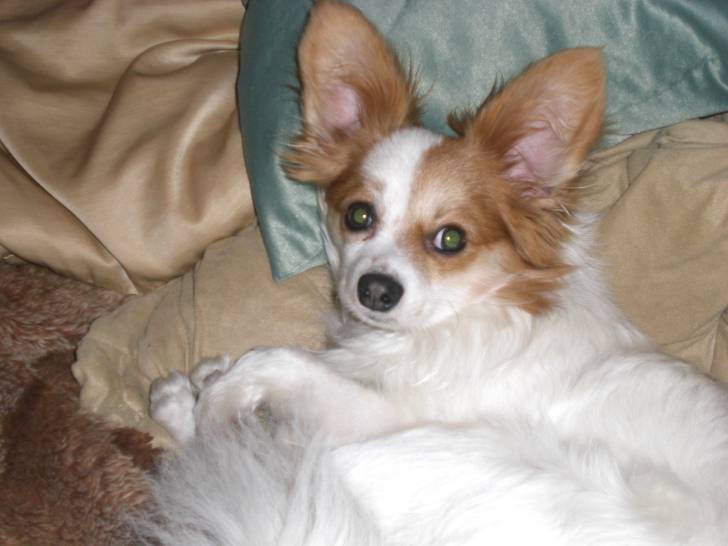 Mein Hund Gismo - Épagneul Nain Continental Papillon Mâle (3 ans)