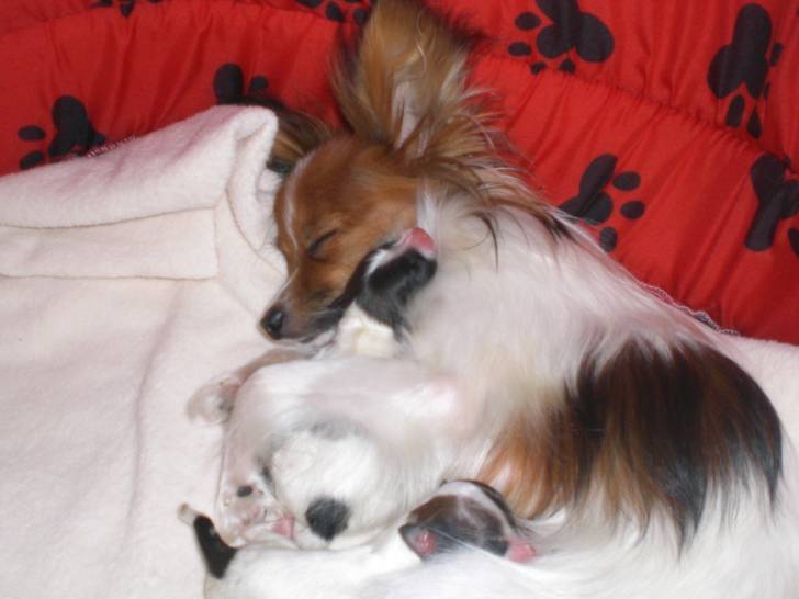 Ginger and baby - Épagneul Nain Continental Papillon (2 ans)