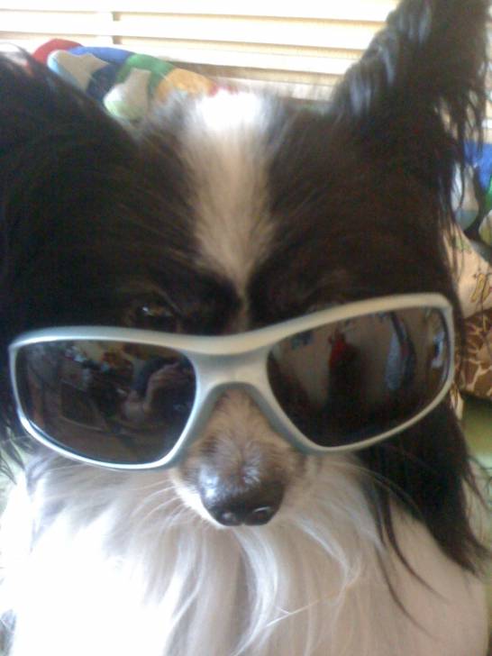 sam - Épagneul Nain Continental Papillon Mâle (5 ans)