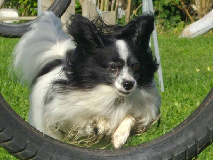 sam - Épagneul Nain Continental Papillon Mâle (5 ans)