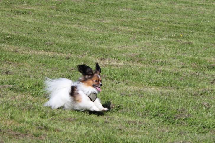 Dex - Épagneul Nain Continental Papillon Mâle (4 ans)