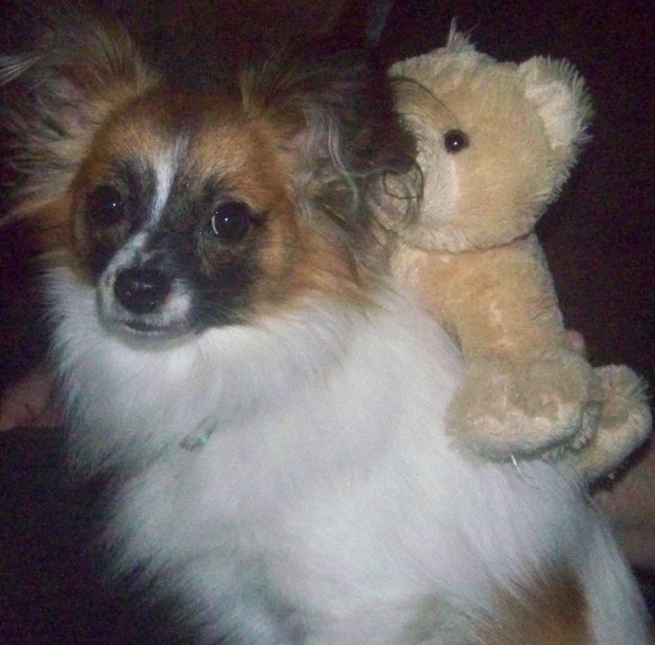 Titou - Épagneul Nain Continental Papillon (1 an)