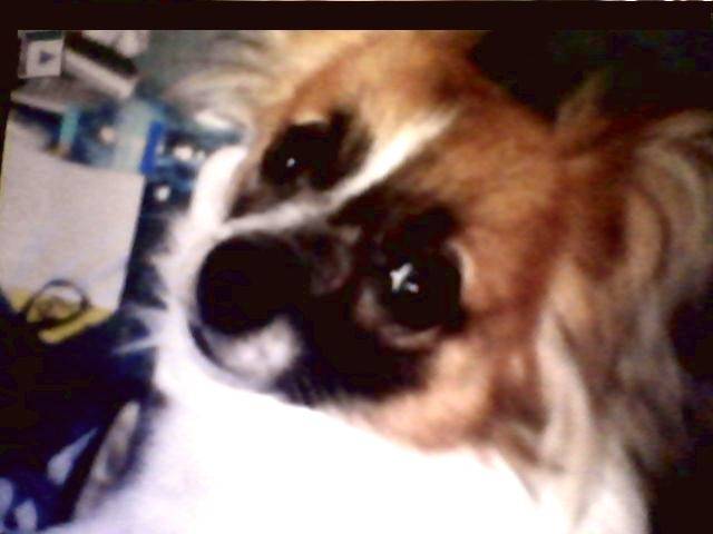 Titou - Épagneul Nain Continental Papillon Mâle (1 an)
