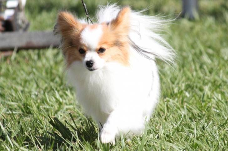 Cute Papiilon - Épagneul Nain Continental Papillon (1 an)