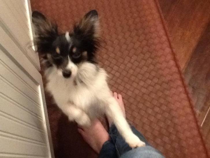 Kiba - Épagneul Nain Continental Papillon (10 mois)