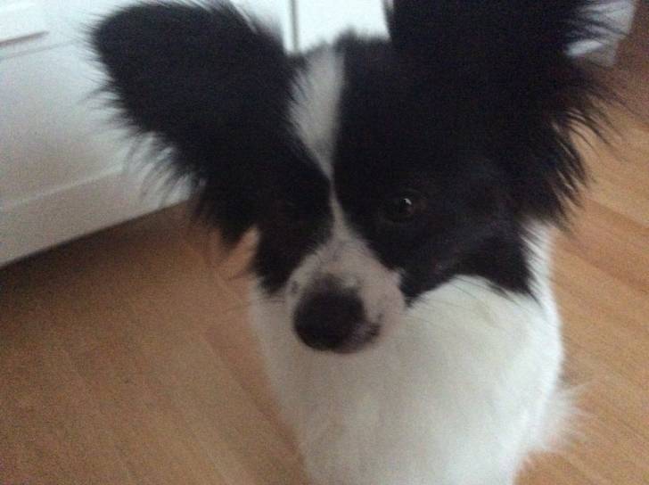 Tinkerbell - Épagneul Nain Continental Papillon (1 an)