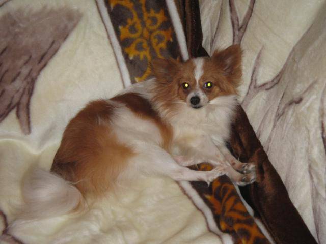 Voyou, epagneul papillon - Épagneul Nain Continental Papillon