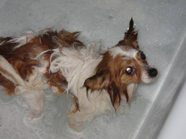 Voyou, epagneul papillon - Épagneul Nain Continental Papillon
