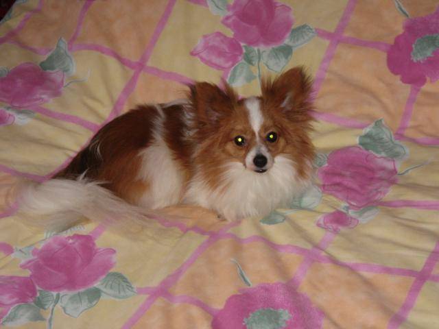 voyou, epagneul papillon - Épagneul Nain Continental Papillon