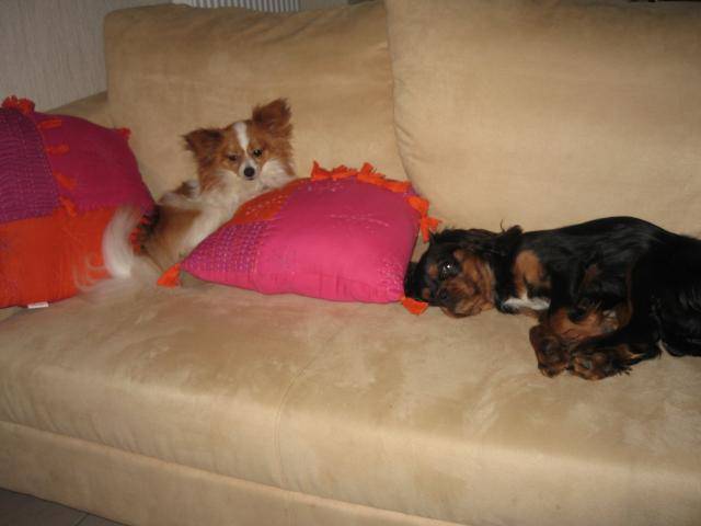 Voyou, epagneul papillon et azzaro, cavalier king charles - Épagneul Nain Continental Papillon