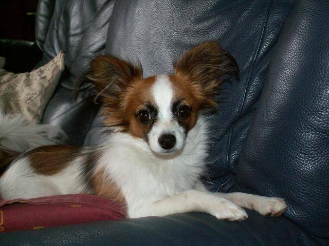 epagneul papillon "Chipie" - Épagneul Nain Continental Papillon