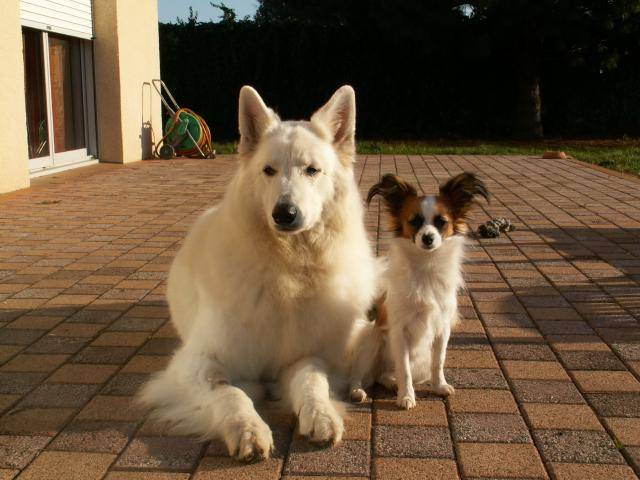 Chipie epagneul papillon et Praline ber ger blanc - Épagneul Nain Continental Papillon