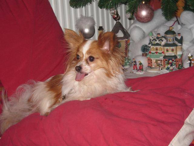Epagneul papillon ; sushy - Épagneul Nain Continental Papillon