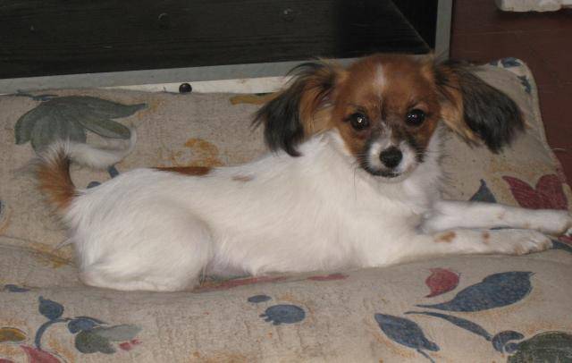 Epagneul phalène - Épagneul Nain Continental Papillon