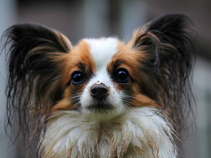 Papillon - Épagneul Nain Continental Papillon