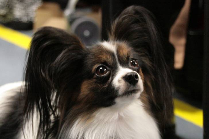 Photo Épagneul Nain Continental Papillon