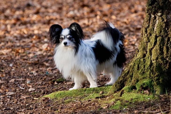 Photo Épagneul Nain Continental Papillon