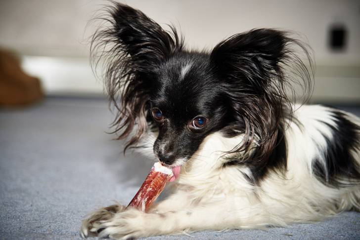 Photo Épagneul Nain Continental Papillon