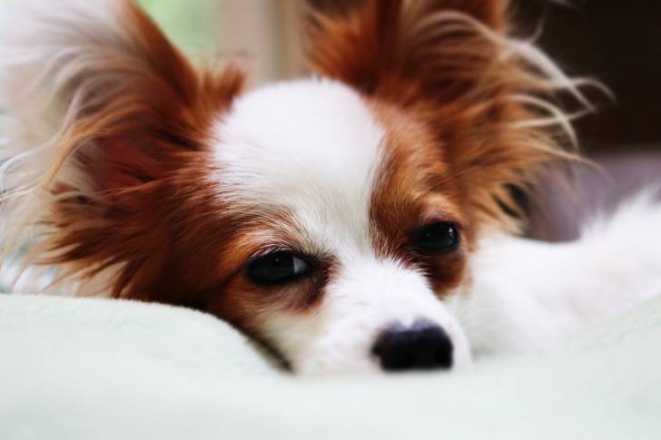Photo Épagneul Nain Continental Papillon