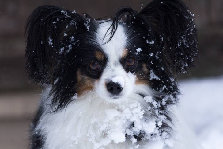 Vue proche de la tête d'un chien Papillon dans la neige
