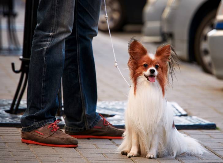 Photo Épagneul Nain Continental Papillon