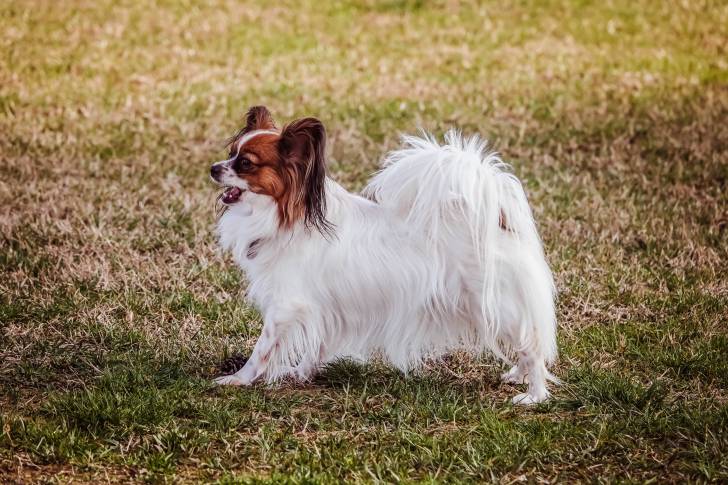 Photo Épagneul Nain Continental Papillon