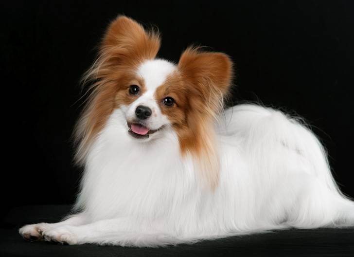 Photo Épagneul Nain Continental Papillon