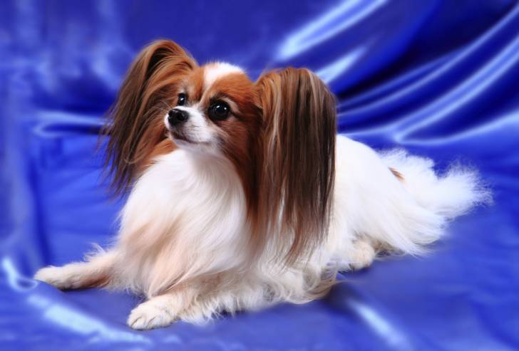 Photo Épagneul Nain Continental Papillon