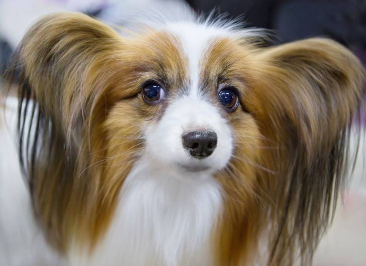 Photo Épagneul Nain Continental Papillon