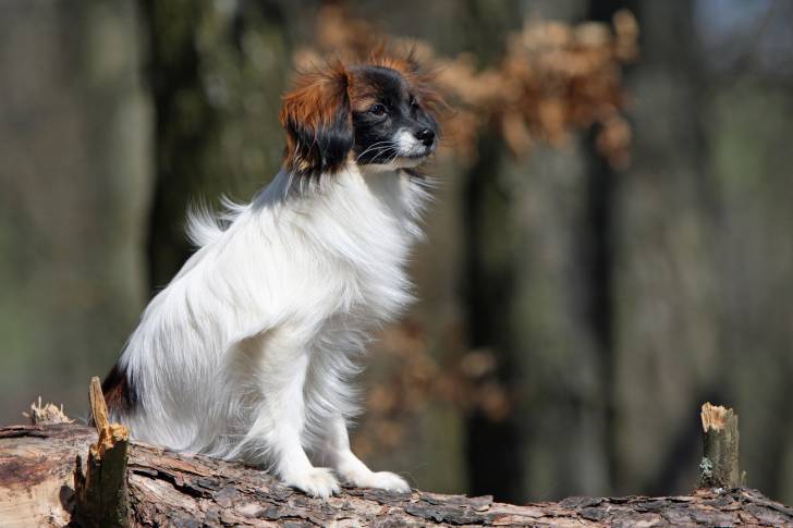 Photo Épagneul Nain Continental Papillon