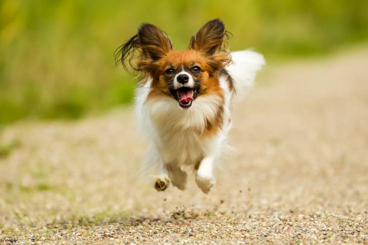 Photo Épagneul Nain Continental Papillon