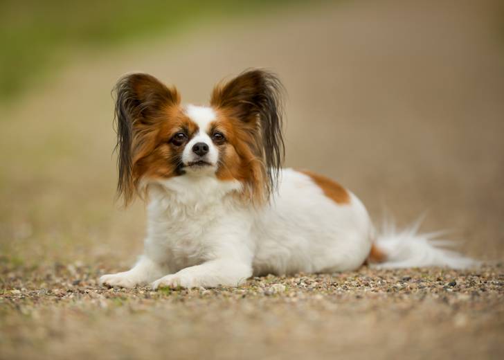 Photo Épagneul Nain Continental Papillon
