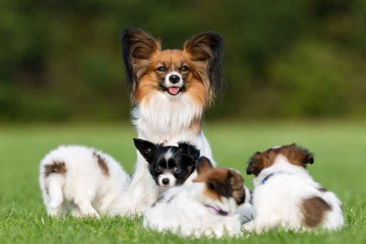 Photo Épagneul Nain Continental Papillon