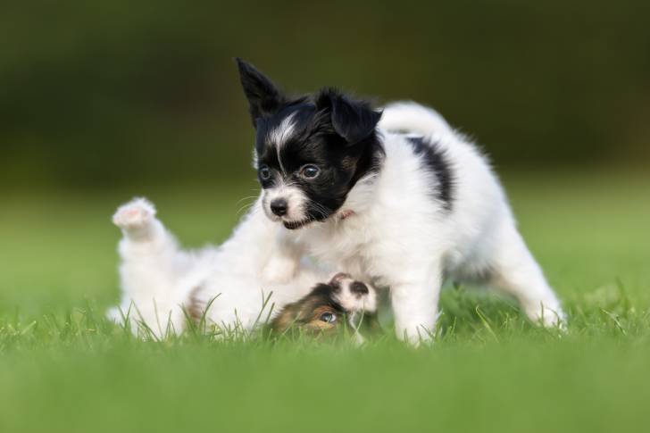 Photo Épagneul Nain Continental Papillon