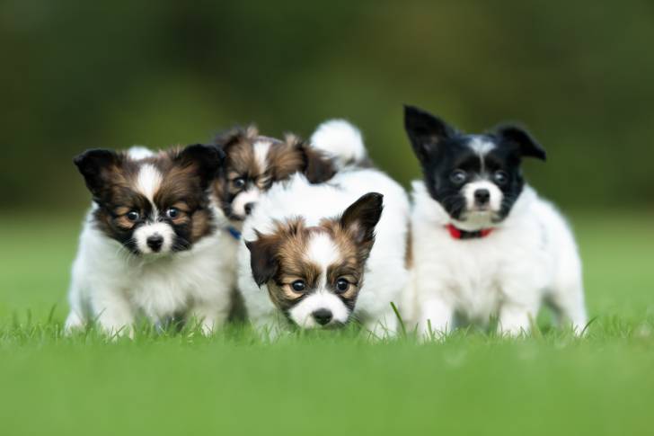 Photo Épagneul Nain Continental Papillon