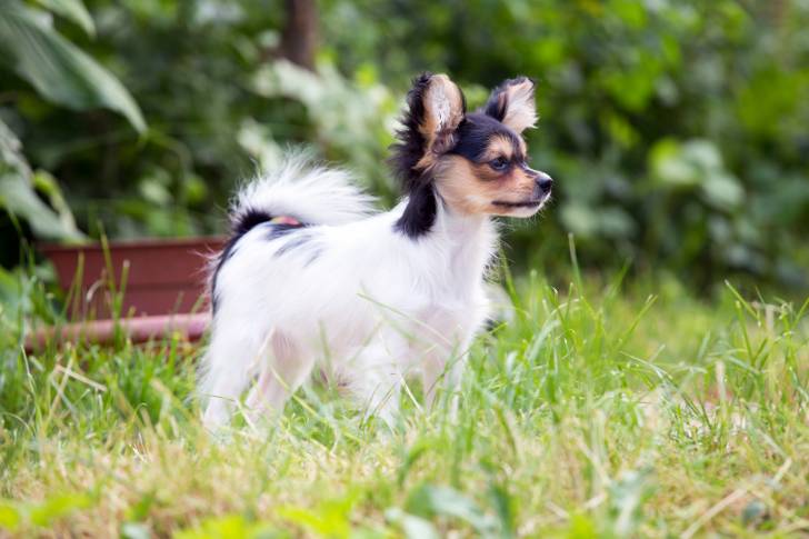 Photo Épagneul Nain Continental Papillon