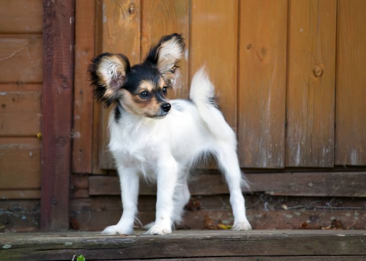 Photo Épagneul Nain Continental Papillon