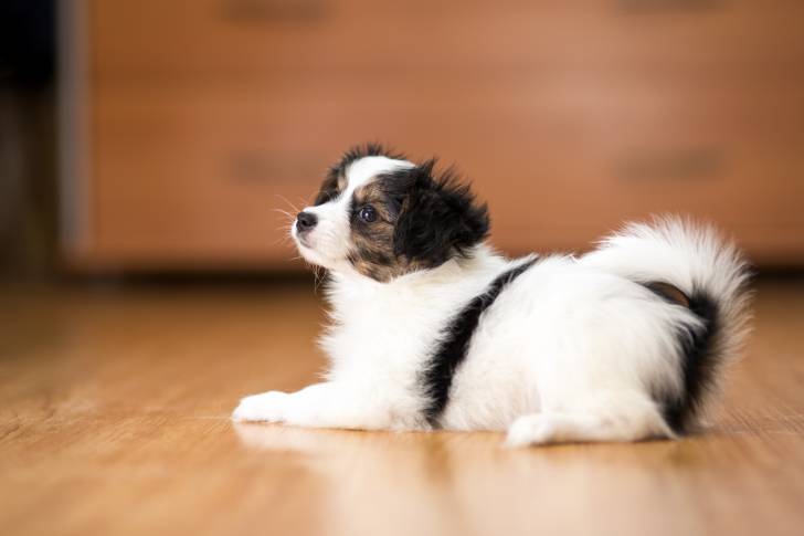 Photo Épagneul Nain Continental Papillon