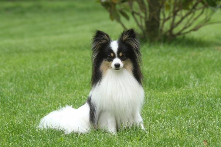 Photo Épagneul Nain Continental Papillon
