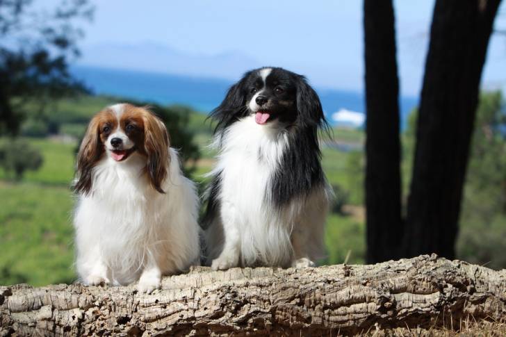 Photo Épagneul Nain Continental Papillon